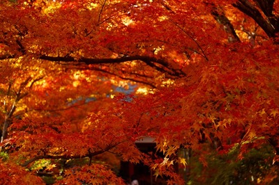 嵐山紅葉
